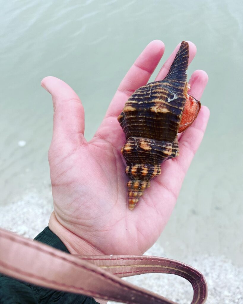 Shelling, Conch, Keewaydin Island