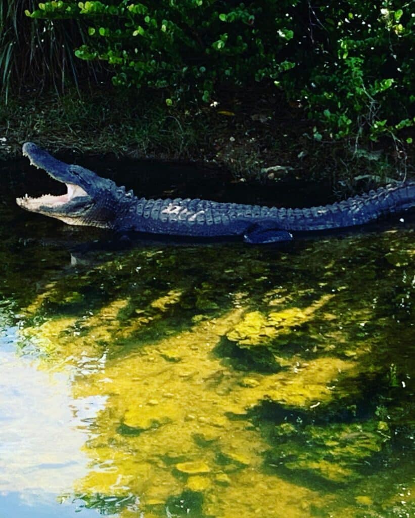 Alligator in Everglade National Park