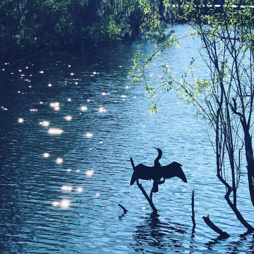 We love looking at the wildlife in the Everglades.