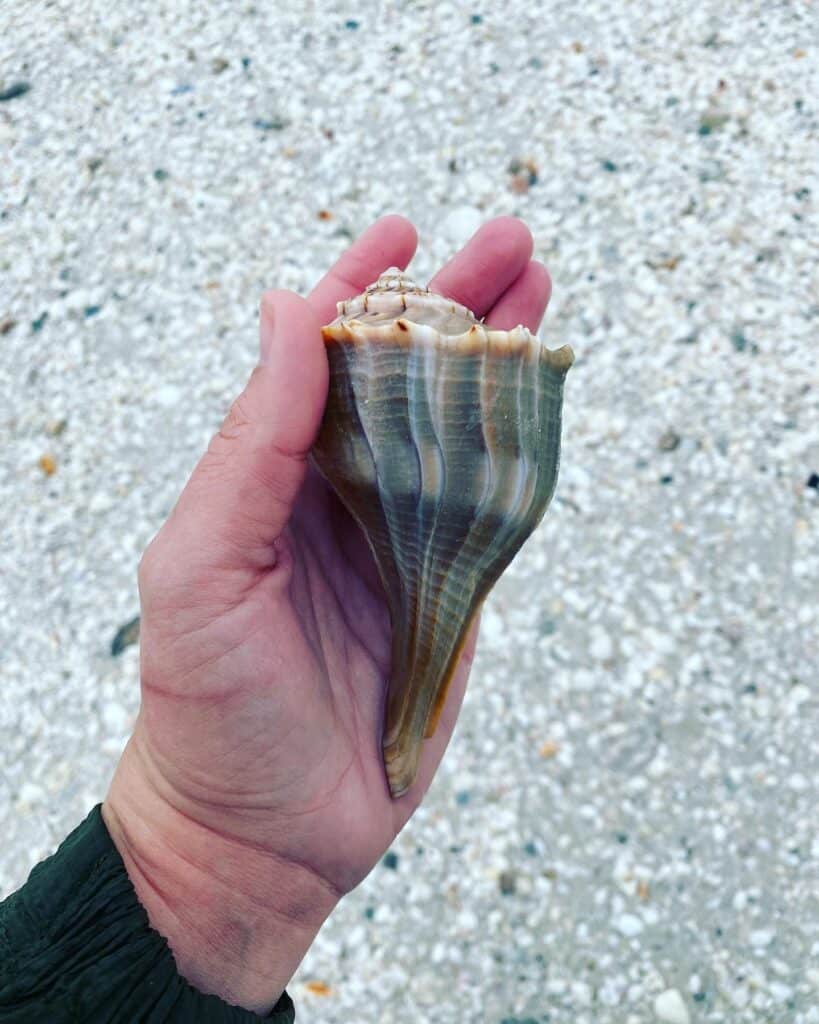 Sea shell on Keewaydin Island in Florida.