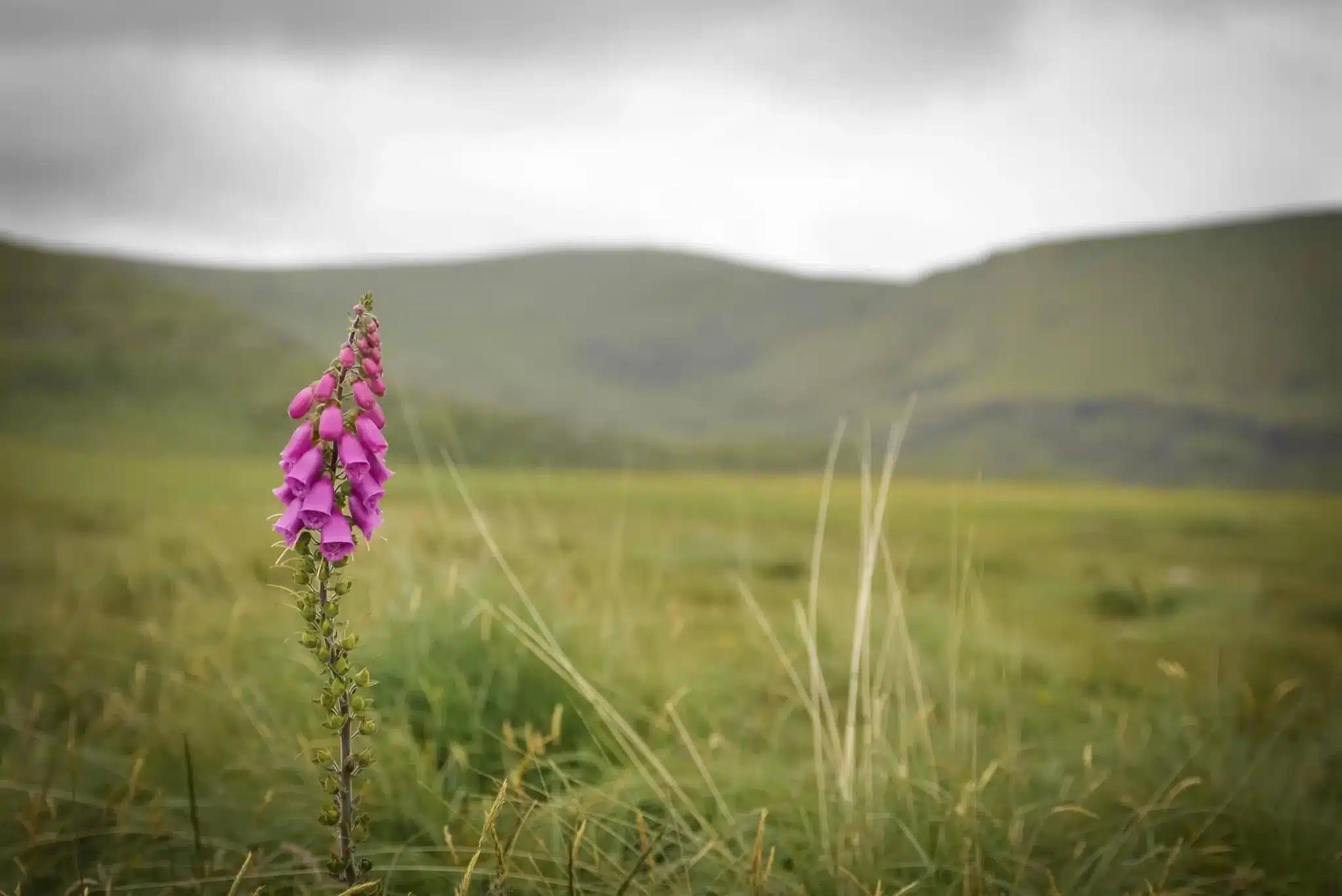 Travel photography at it's best. Here is a picture of a flower in Ireland. 