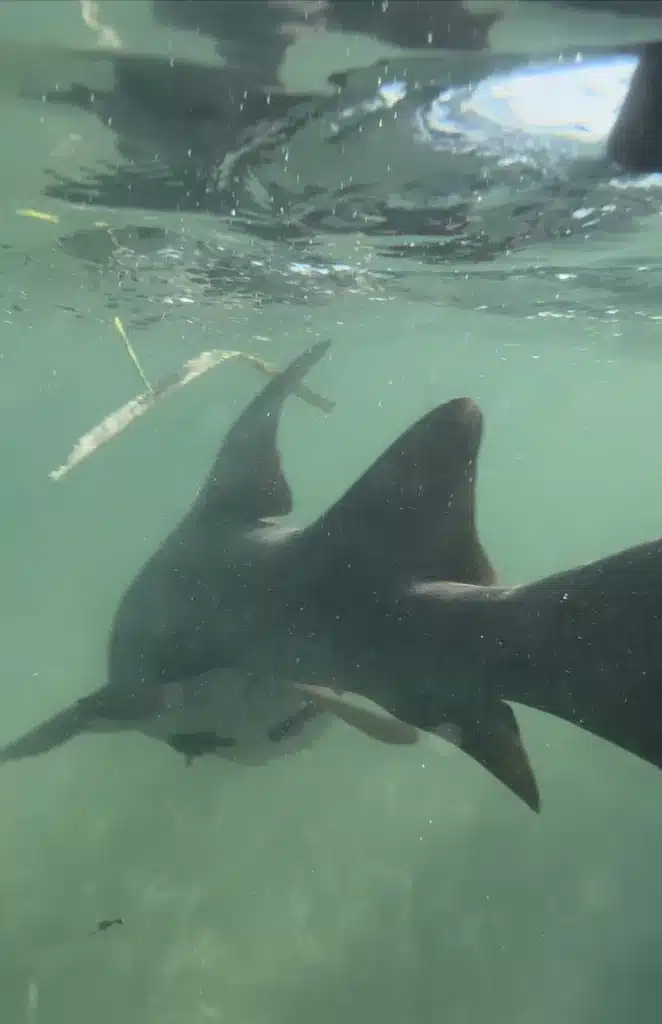 Underwater view of shark