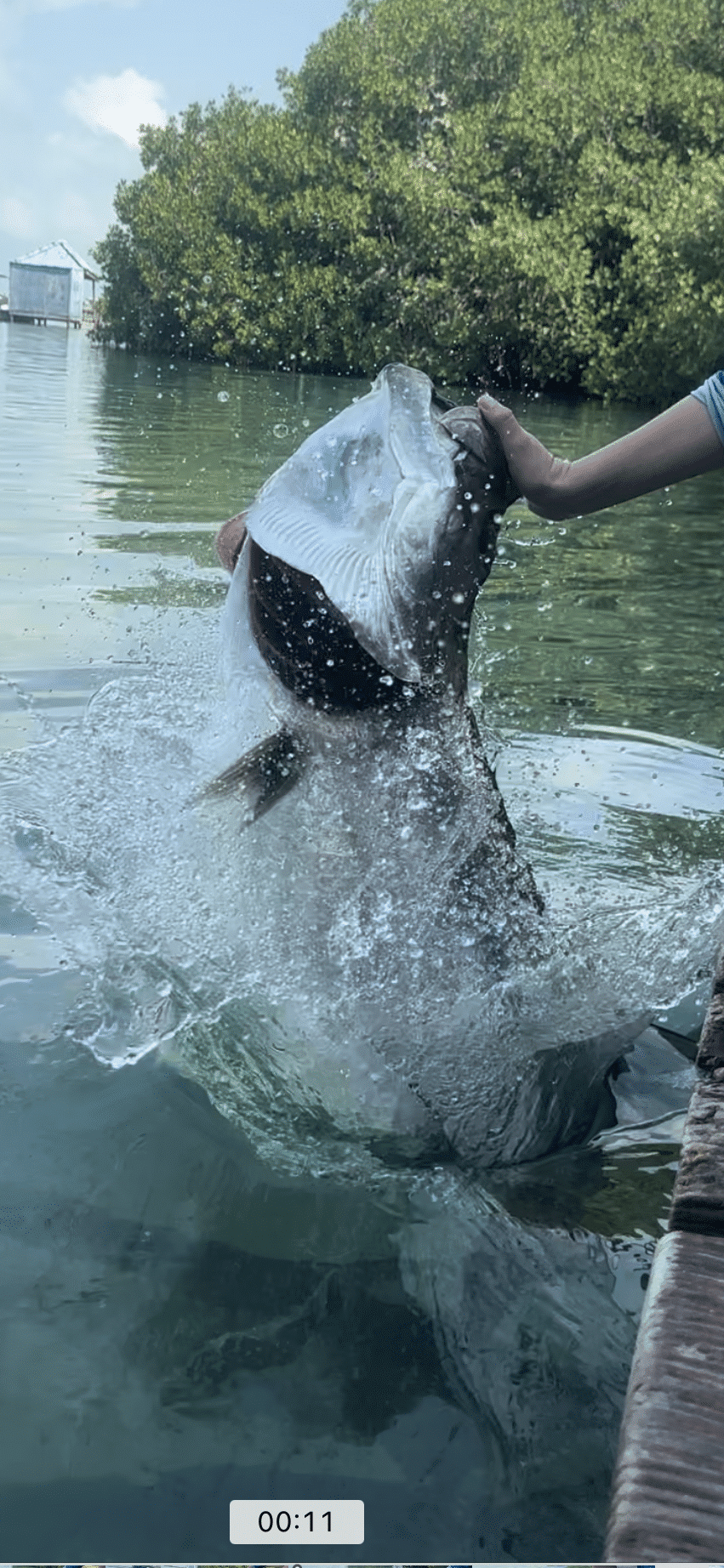 Add tarpon feeding to you Belize itinerary if you travel with family. It is one of the fun things to do in Caye Caulker, Belize