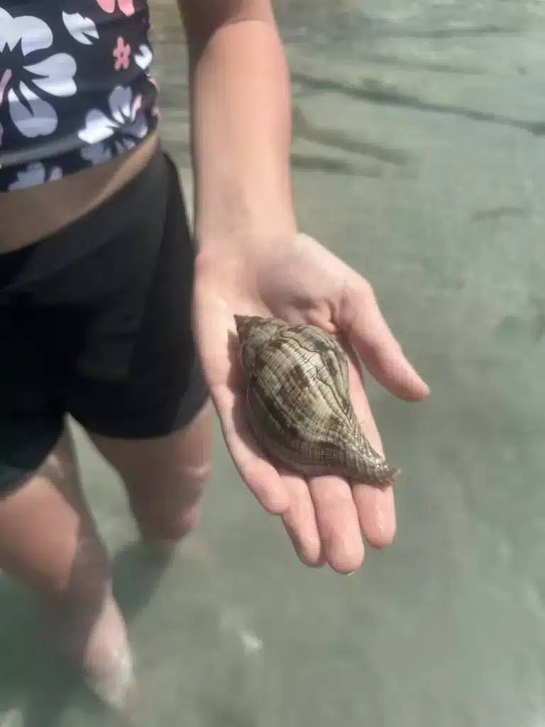 A snorkeling and fishing excursion is one of the fun things to do while on Caye Caulker or San Pedro. A beautiful shell we discovered. 