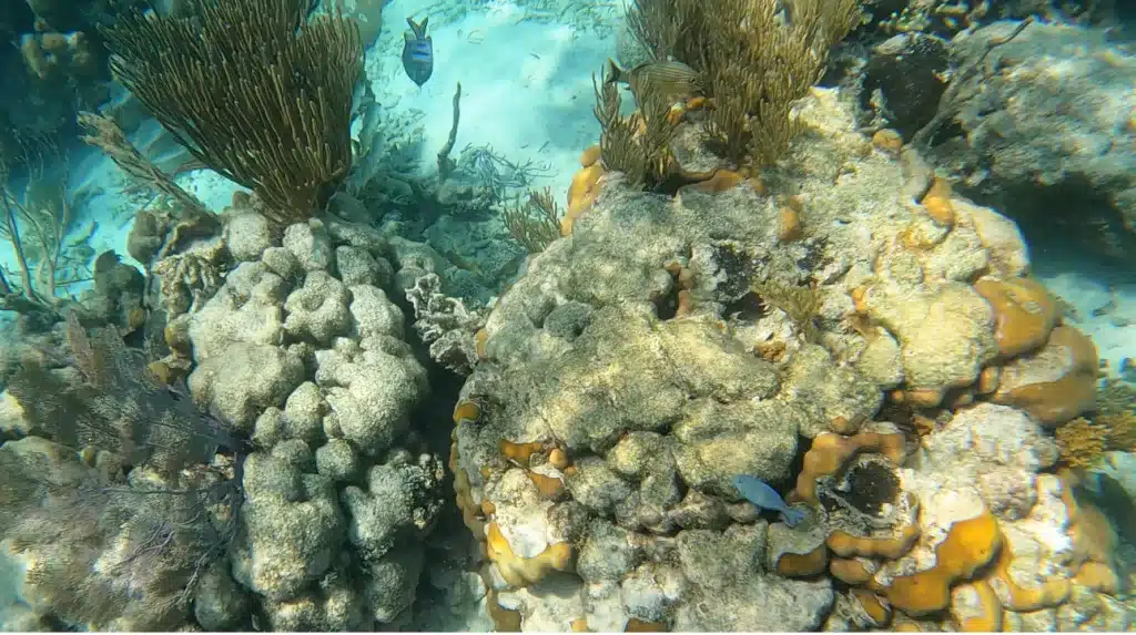 While spending one week in Belize with your family, make sure add snorkeling, to your itinerary.