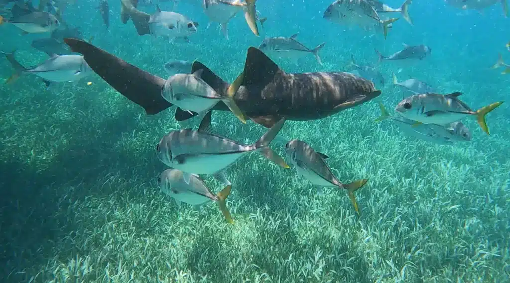 If swimming with sharks is on your list of things to do in San Pedro, Belize, add Shark Ray Alley to your itinerary.