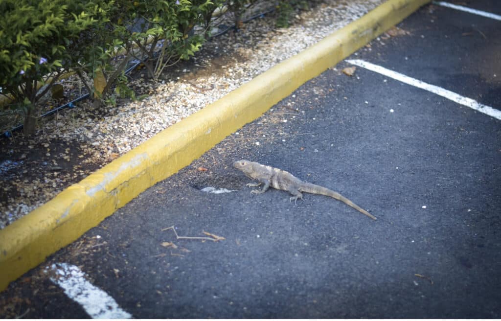 An iguana that lives in a hole at this all-inclusive resort in Costa Rica.