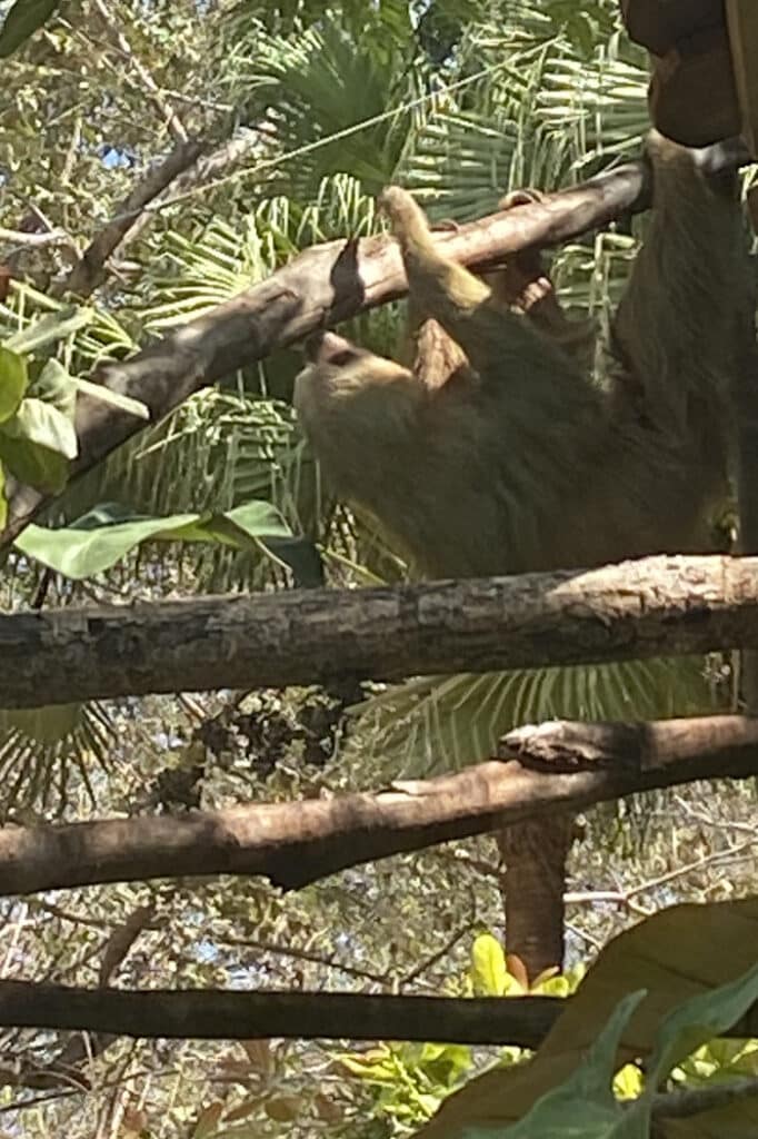 Sloth at Diamante where we did zip-lining which is a popular thing to do in Costa Rica.