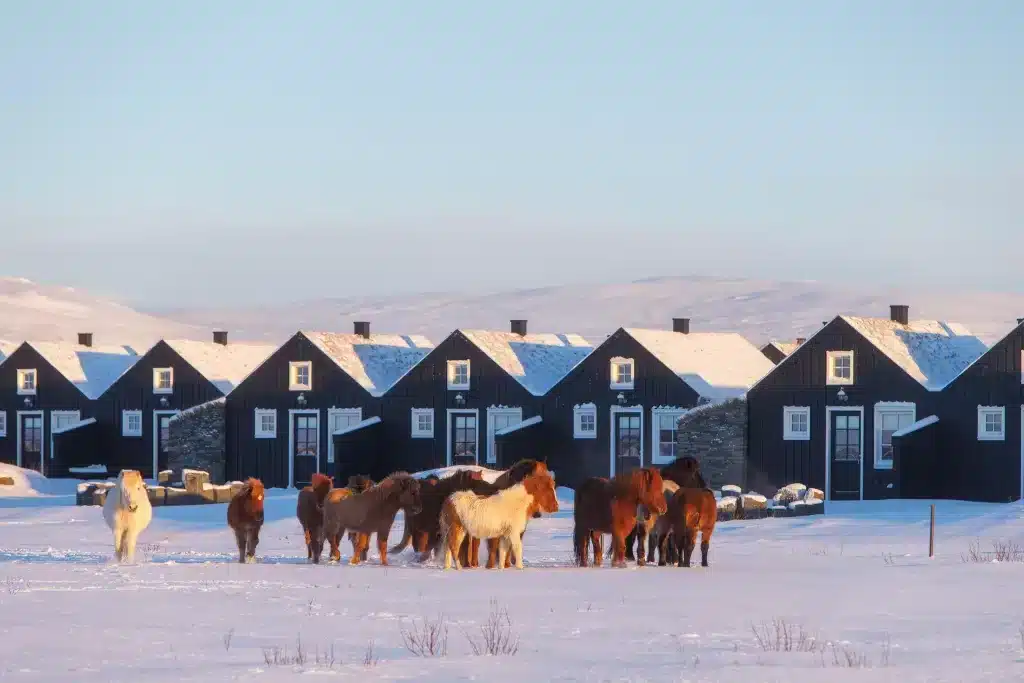 Beautiful horses at Torfus Retreat, a hotel near the Golden Circle in Iceland. 