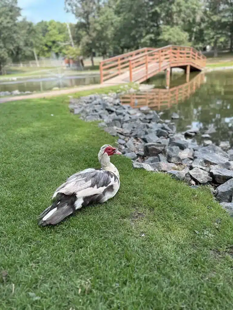 Duck at Fawn-Doe-Rosa which is an attraction near Taylors Falls, MN. 