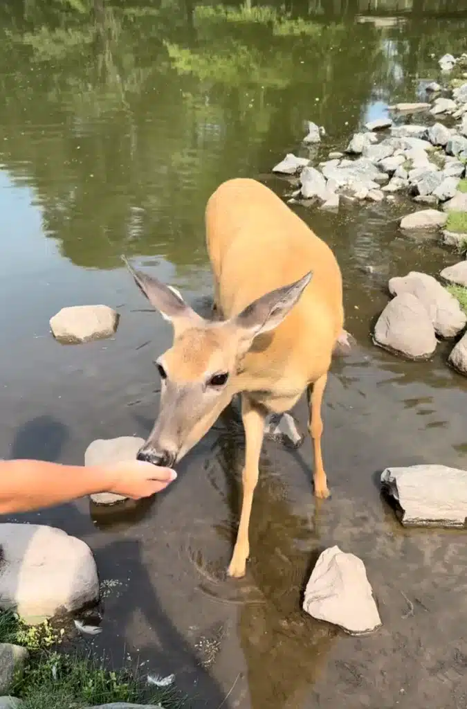 Feeding a deer at Fawn-Doe Rosa but the stream.