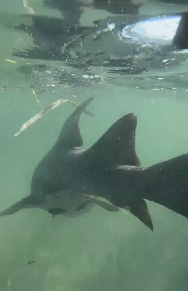 Underwater view of the nurse shark we caught from the dock in Caye Caulker. 