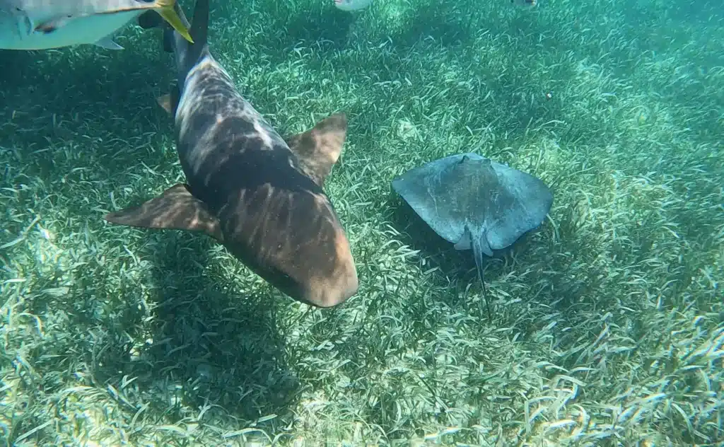 A shark and ray at Shark Ray Alley. 