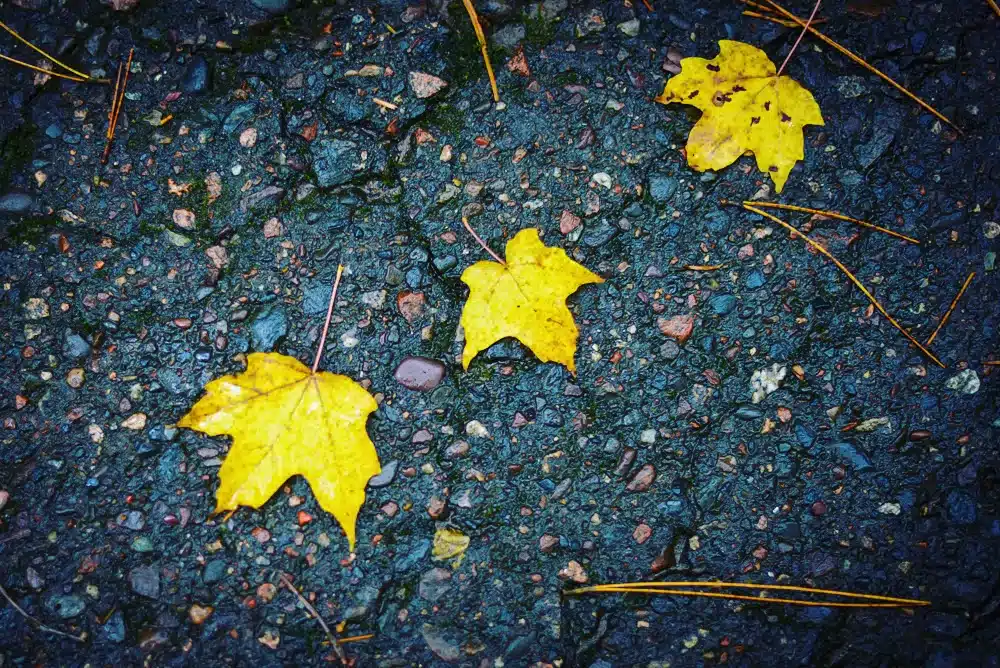 Event adults love activities like taking pictures of MN fall leaves. 