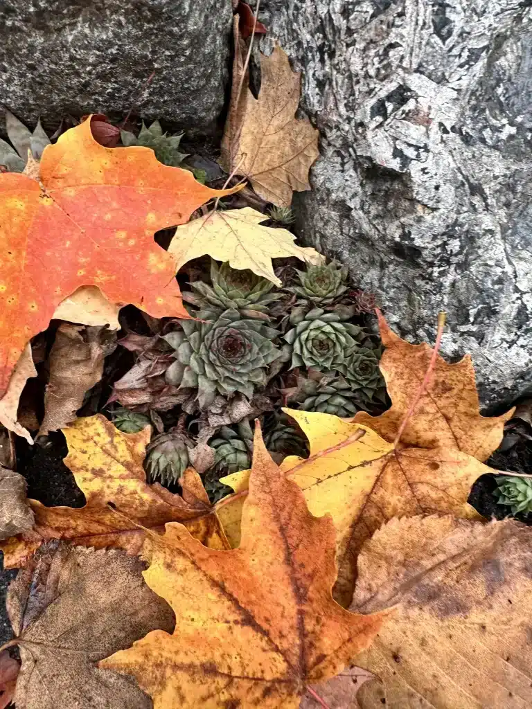 The changing leaf colors in MN.