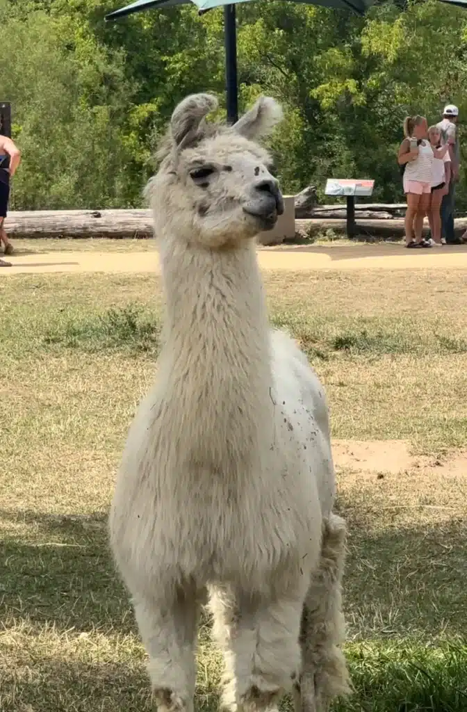 We love the llama section at the Minnesota Zoo.