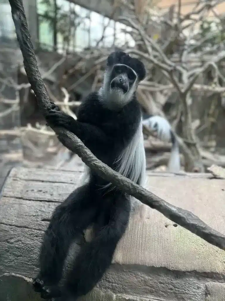 A monkey at our local zoo.