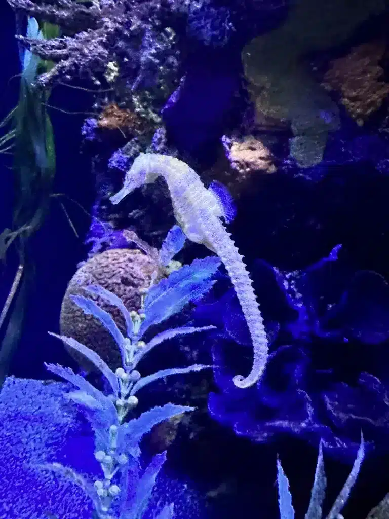 A seahorse at the MN zoo. 