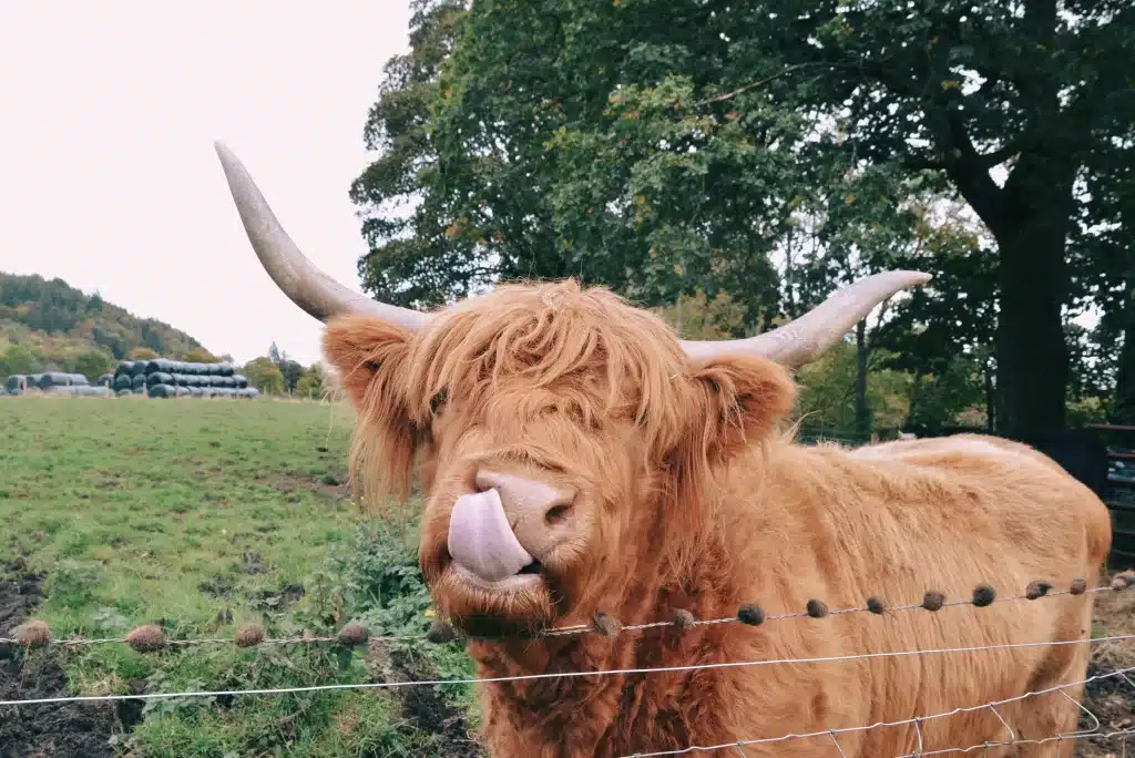 A Highland Scottish Coo