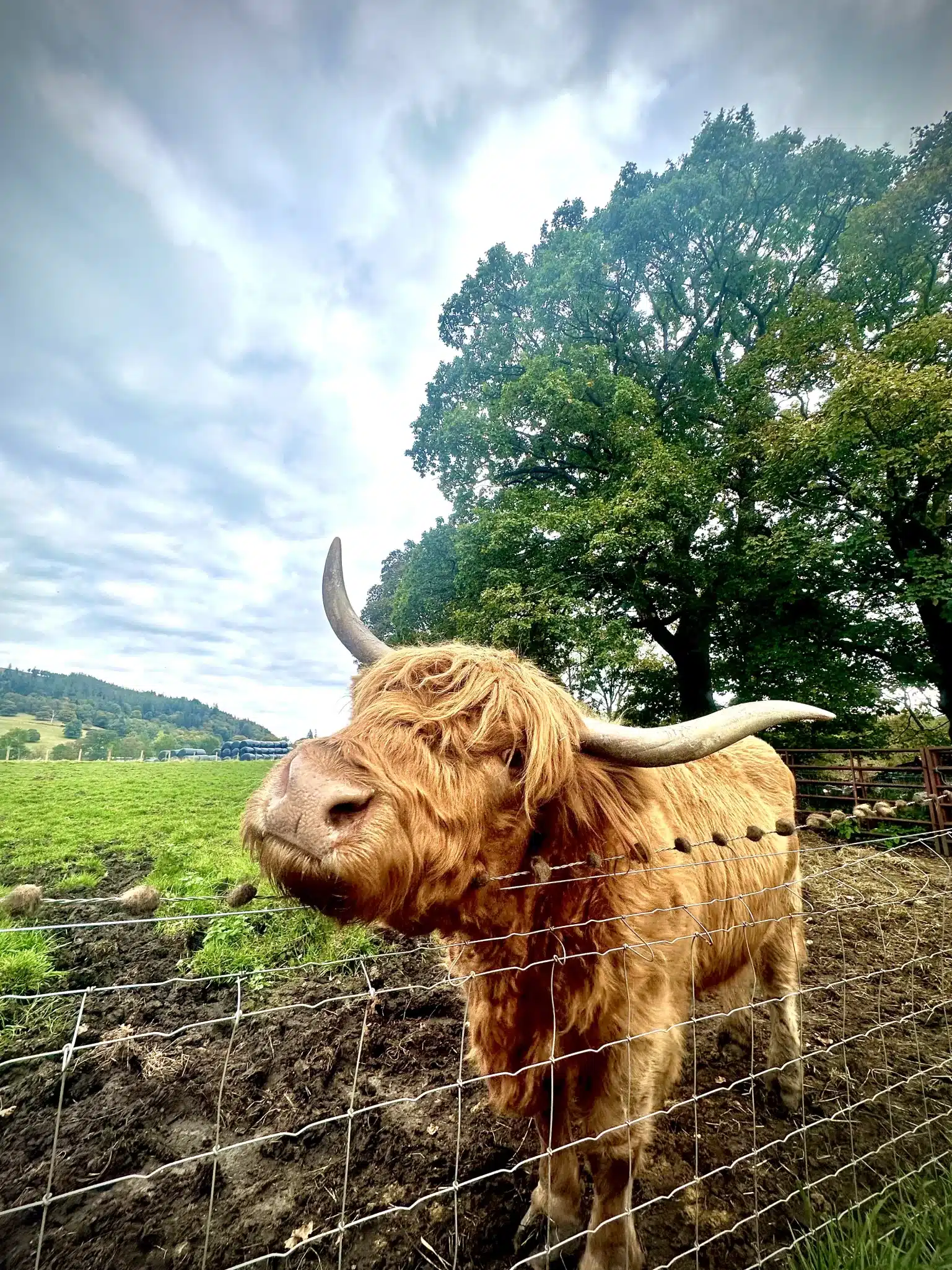 A cute highland Scottish Coo on our highlands tour. 