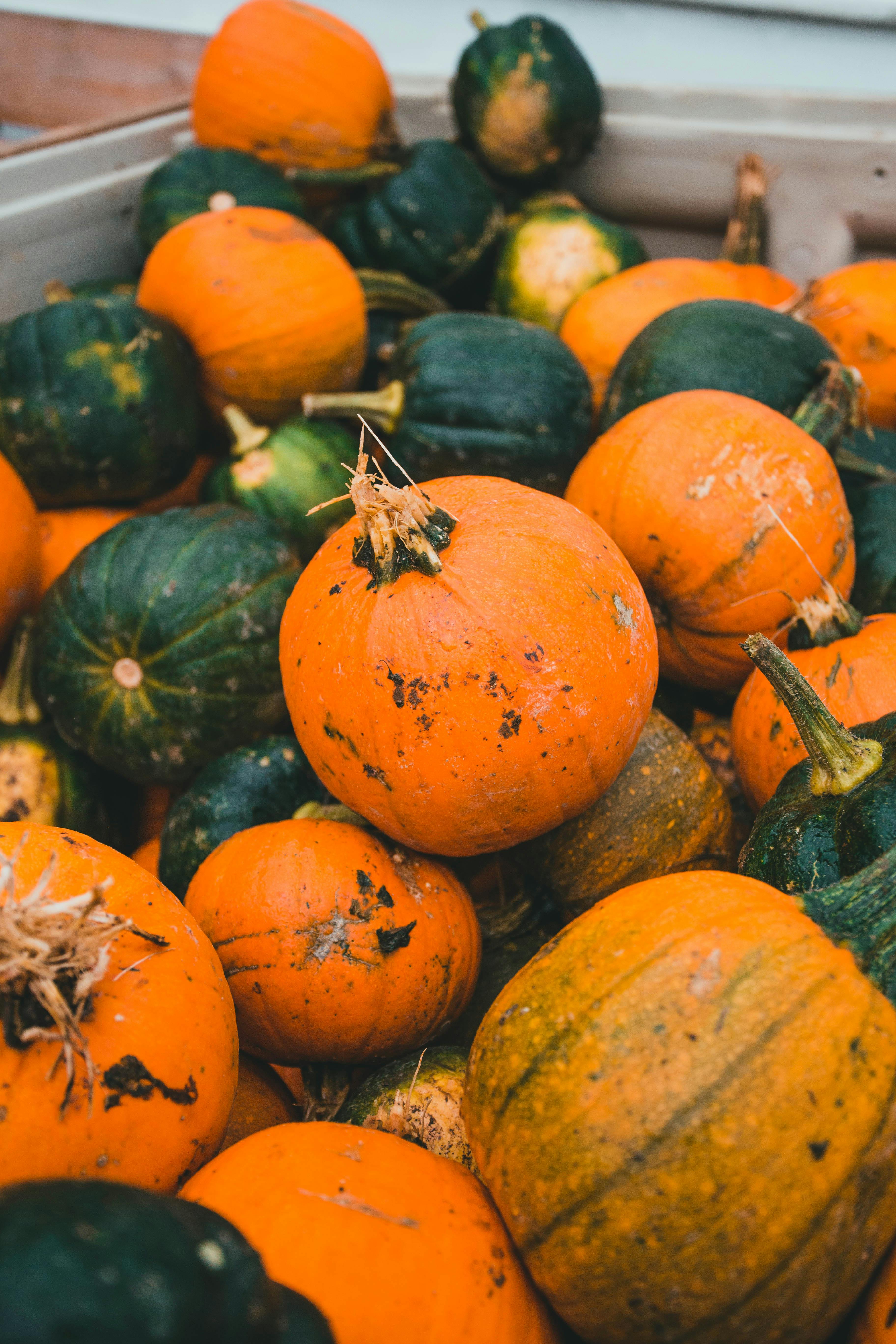 A good pumpkin patch is a fun Minnesota fall family activities.