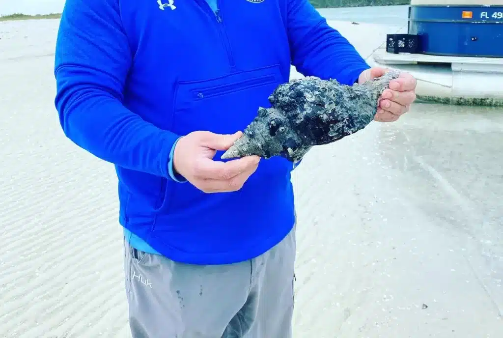 A giant Conch shell found while on Keewaydin Island in Florida, found on the map. 