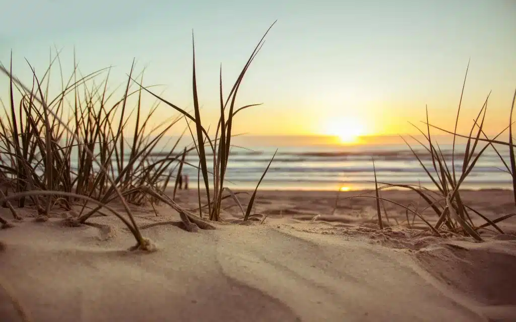 The shores of Keewaydin Island is a great place in Florida for collecting shells. 