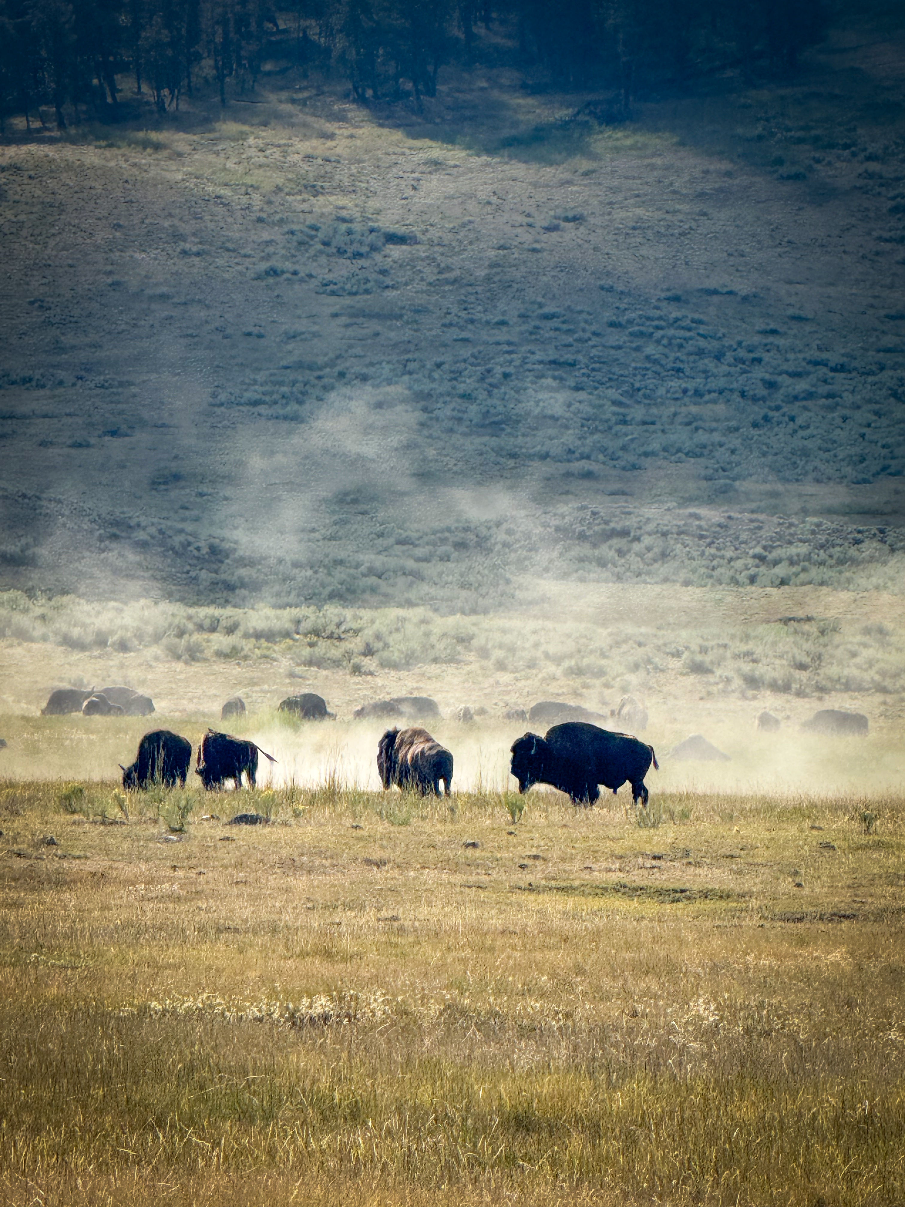 Lamar Valley bison in YNP.